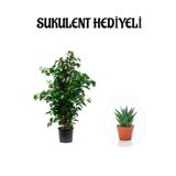 Nura Botanik Benjamin Bitkisi, Yeşil, Sukulent Hediyeli