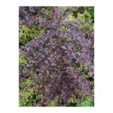 Nura Botanik Berberis Çiti Çiçeği Fidanı, 40-60 cm, Saksılı, Bahçe Bitkisi