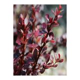 Nura Botanik Berberis Çiti Çiçeği Fidanı, 40-60 cm, Tüplü, Çiçekli Bodur Bitkiler