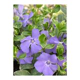 Nura Botanik Beyaz Alaca Yapraklı Vinca major Variegata Cezayir Menekşesi, 20-40cm, Çok Renkli