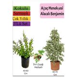Nura Botanik Beyaz Alacalı Benjamin Bitkisi, Ağaç Menekşesi, Itır Çiçeği Hediyeli, 3'lü Set