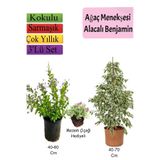 Nura Botanik Beyaz Alacalı Benjamin Bitkisi, Ağaç Menekşesi, Mezem Çiçeği Hediyeli, 3'lü Set