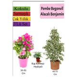Nura Botanik Beyaz Alacalı Benjamin Bitkisi, Ağaç Menekşesi, Tül Çiçeği Hediyeli Set