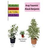 Nura Botanik Beyaz Alacalı Benjamin Bitkisi, Arap Yasemini, Tül Çiçeği Hediyeli Set