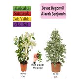 Nura Botanik Beyaz Alacalı Benjamin Bitkisi, Beyaz Begonvil, Buz Çiçeği Hediyeli, 3'lü Set