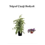 Nura Botanik Beyaz Alacalı Benjamin Bitkisi, Hediyelik Paketleme