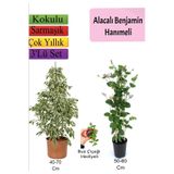 Nura Botanik Beyaz Alacalı Benjamin Bitkisi, Katmerli Ful Yasemin, Buz Çiçeği, 3'lü Set