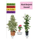 Nura Botanik Beyaz Alacalı Benjamin Bitkisi, Katmerli Ful Yasemin, Gül Fidanı Hediyeli 3'lü Set