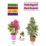Nura Botanik Beyaz Alacalı Benjamin Bitkisi, Pembe Bodur Begonvil, Buz Çiçeği Hediyeli, 3'lü Set