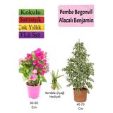 Nura Botanik Beyaz Alacalı Benjamin Bitkisi, Pembe Bodur Begonvil, Kurdele Çiçeği Hediyeli, 3'lü Set