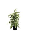 Nura Botanik Beyaz Alacalı Benjamin Bitkisi, Sukulent Hediyeli, Sevgililer Gününe Özel