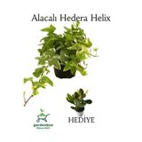 Nura Botanik Beyaz Alacalı Hedera Helix Sarmaşığı, Saksılı, 20-40 cm, Yeşim Para Çiçeği Hediye