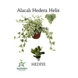 Nura Botanik Beyaz Alacalı Hedera Helix Sarmaşığı, Saksılı, 25-40 cm, Yeşim Para Çiçeği Hediye