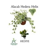 Nura Botanik Beyaz Alacalı Hedera Helix Sarmaşığı, Saksılı, 25-40 cm, Yeşim Para Çiçeği Hediye