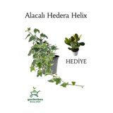 Nura Botanik Beyaz Alacalı Hedera Helix Sarmaşığı, Saksılı, 25-40 cm, Yeşim Para Çiçeği Hediyeli