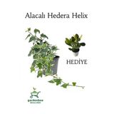 Nura Botanik Beyaz Alacalı Hedera Helix Sarmaşığı, Saksılı, 25-40 cm, Yeşim Para Çiçeği Hediyeli