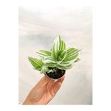 Nura Botanik Beyaz Alacalı Telgraf Çiçeği, Tradescantia Albiflora, 5-15cm, Çiçekli Bodur Sukulent