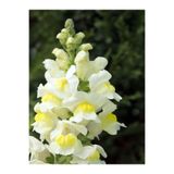 Nura Botanik Beyaz Aslanağzı Çiçeği Fidanı, 10 Adet, Saksılı/Tüplü, 5 cm, 15 cm, Antirrihinum Majus
