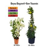 Nura Botanik Beyaz Begonvil Çiçeği Fidanı + Sarı Yasemin Fidanı 2'li Bahçe Peyzaj Seti