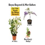 Nura Botanik Beyaz Begonvil Çiçeği, Mor Salkım Ağacı Fidanı, Buz Çiçeği Hediyeli Bahçe Peyzaj Seti