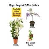 Nura Botanik Beyaz Begonvil Çiçeği, Mor Salkım Ağacı Fidanı, Buz Çiçeği Hediyeli Bahçe Peyzaj Seti