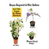 Nura Botanik Beyaz Begonvil Çiçeği, Mor Salkım Ağacı Fidanı, Mezem Çiçeği Hediyeli Bahçe Peyzaj Seti