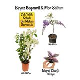 Nura Botanik Beyaz Begonvil Çiçeği, Mor Salkım Ağacı Fidanı, Telgraf Çiçeği Hediyeli Bahçe Peyzaj Seti