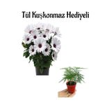 Nura Botanik Beyaz Bodrum Papatyası, Kuşkonmaz Hediyeli