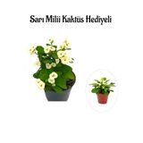 Nura Botanik Beyaz Çiçekli Kaktüs Milli Dikenler Tacı, Sarı Milli Hediyeli