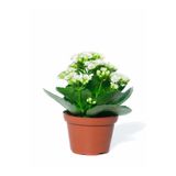 Nura Botanik Beyaz Çiçekli Kalanşo (Kalanchoe) Çiçeği, İthal Büyük Boy