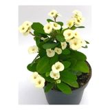 Nura Botanik Beyaz Dikenler Tacı Çiçeği, 10-15 cm, Tüplü Çiçekli Bodur Bitki, Euphorbia Milli