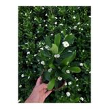 Nura Botanik Beyaz Euphorbia Çiçekli Saksılı Kaktüs, Hollanda İthal, Tek Ebat