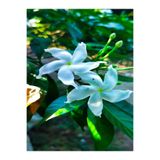 Nura Botanik Beyaz Ful Yasemin Fidanı, 60-120 cm, Saksılı, White Jasmine