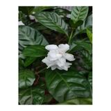Nura Botanik Beyaz Gardenya Çiçeği Bitkisi, 30-45 cm Saksılı, Kokulu Gardenia Flower