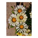 Nura Botanik Beyaz Gazanya Çiçeği, 1 Adet, Saksılı, 15-25 cm