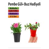 Nura Botanik Beyaz Gül Fidanı 10-20 cm + Buz Çiçeği Hediyeli, Dış Mekan Bitkileri, 2'li Set