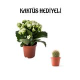 Nura Botanik Beyaz Kalanşo-Emel Hanım Çiçeği, Kaktüs Hediyeli, Çiçekli Bodur Bitki