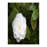 Nura Botanik Beyaz Kamelya Çiçeği Fidanı, 3'lü Set, 30-60 cm, Tüplü, Camellia Flower