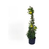 Nura Botanik Beyaz Kartopu Çiçeği Viburnum + Sarı Yasemin Çiçeği Fidanı 2'li Bahçe Seti