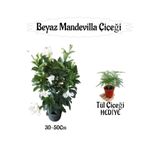 Nura Botanik Beyaz Mandevilla Çiçeği Saksılı + Tül Kuşkonmaz Çiçeği Hediyeli Set, 30-50cm, Çok Renkli