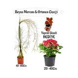 Nura Botanik Beyaz Mercan Çiçeği, Kırmızı Ortan Çiçeği Sakılı, Yaprak Güzeli Hediye, Çok Renkli, Set