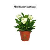 Nura Botanik Beyaz Milii Dikenler Tacı Kaktüsü, 1 Adet, Saksılı, 20-25 cm