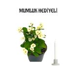 Nura Botanik Beyaz Milli Dikenler Tacı Çiçeği, Mumluk Hediyeli Bodur Bitki