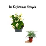 Nura Botanik Beyaz Milli Dikenler Tacı Çiçeği, Tül Kuşkonmaz Hediyeli