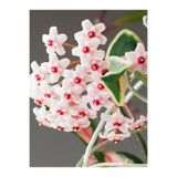 Nura Botanik Beyaz Mum Çiçeği Fidanı, 15-25 cm Saksılı, Hoya Carnosa