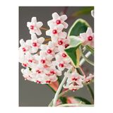 Nura Botanik Beyaz Mum Çiçeği Fidanı, 15-25 cm Saksılı, Hoya Carnosa