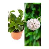 Nura Botanik Beyaz Mum Çiçeği Fidesi, 1 Adet Saksılı İç Mekan Bitkisi, White Hoya Carnosa