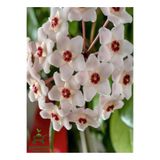 Nura Botanik Beyaz Mum Çiçeği Hoya, 10-20 cm