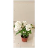 Nura Botanik Beyaz Ortanca Saksılı Dolgun 34 cm Boy, Çiçek Gübresine Uyumlu