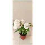 Nura Botanik Beyaz Ortanca Saksılı Dolgun 34 cm Boy, Çiçek Gübresine Uyumlu